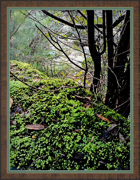 THE MILLERS VIEW Frameshop.com