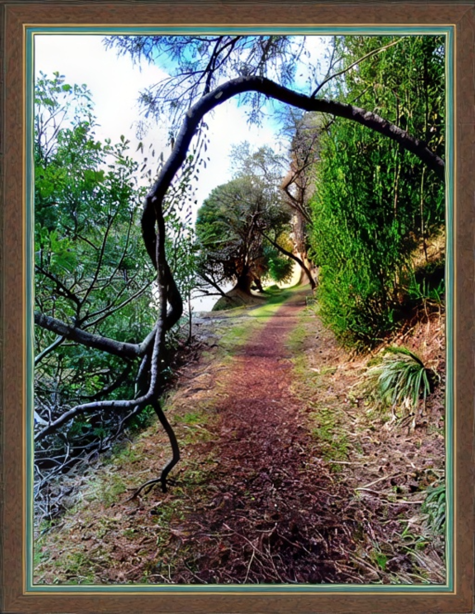natures arbor large photograph framed australian theme photograph