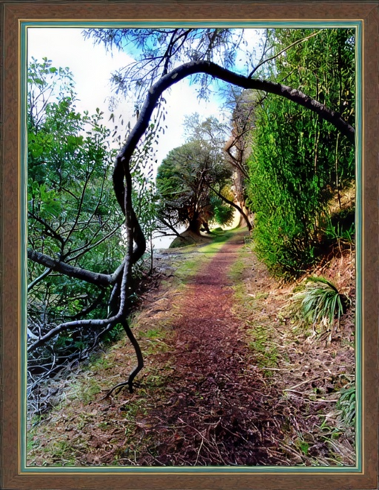 natures arbor large photograph framed australian theme photograph