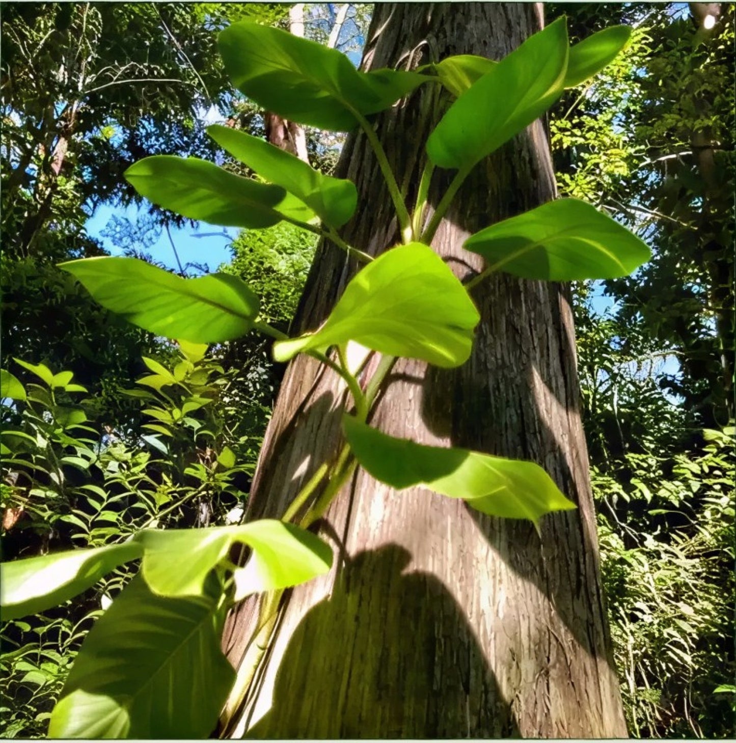 Reaching for the Sun
